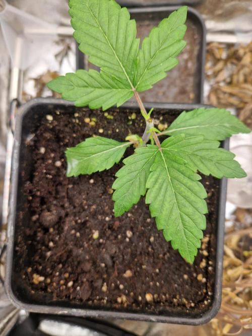 Gorilla Melon fastbuds. Week 3