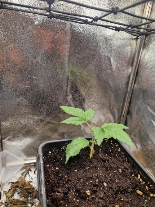 Gorilla Melon fastbuds. Week 3