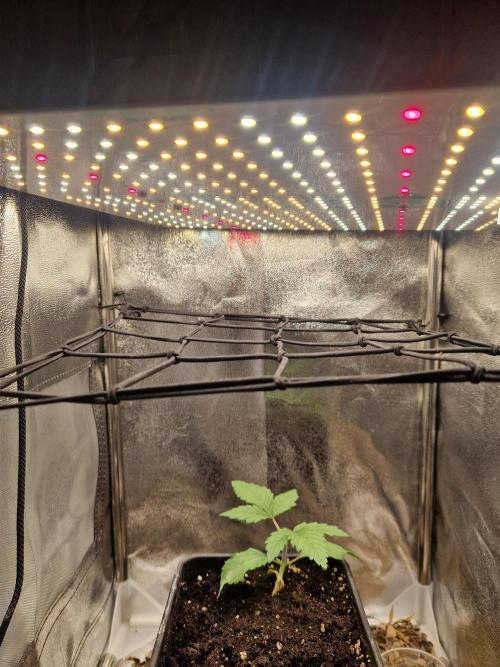 Gorilla Melon fastbuds. Week 3