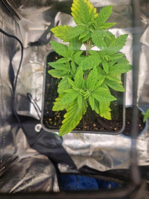 Gorilla Melon fastbuds. Week 4