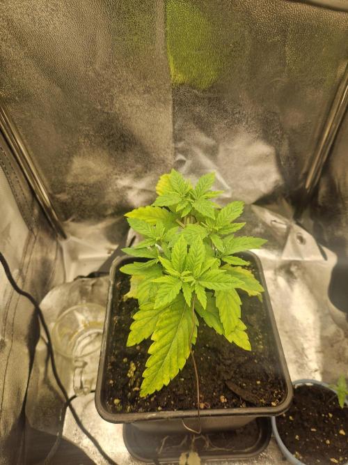 Gorilla Melon fastbuds. Week 4