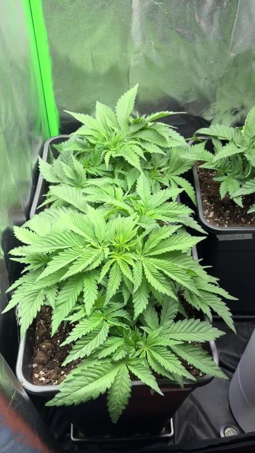 Red Hot Cookies 2nd run