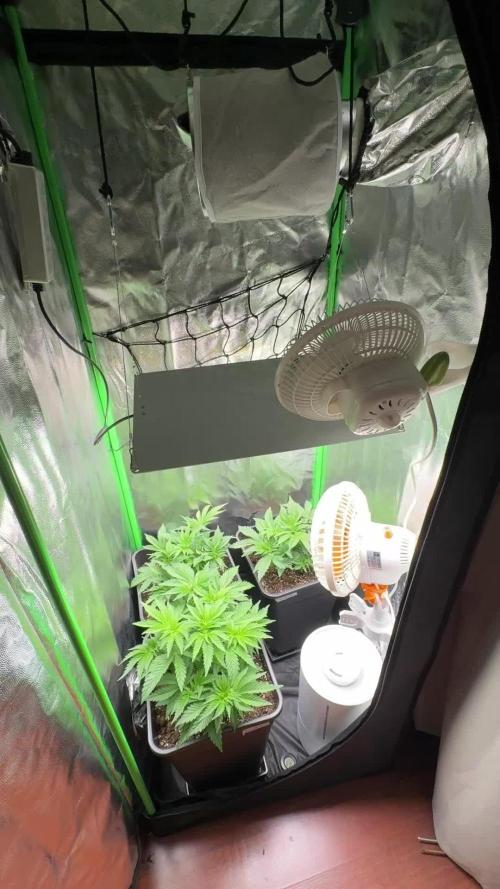 Red Hot Cookies 2nd run