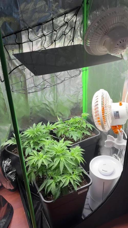 Red Hot Cookies 2nd run