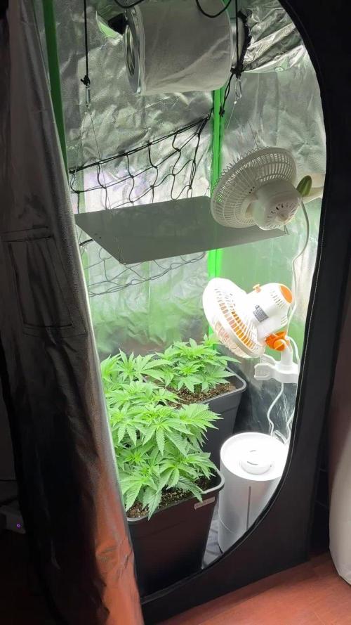 Red Hot Cookies 2nd run