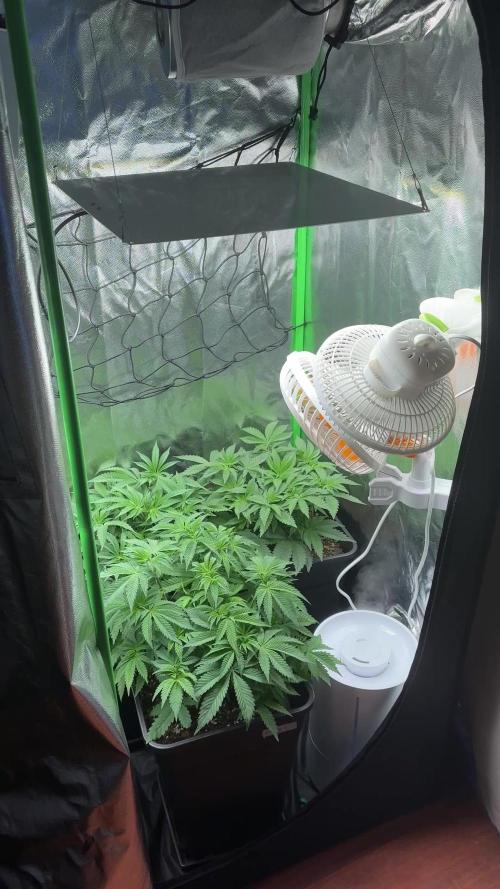 Red Hot Cookies 2nd run