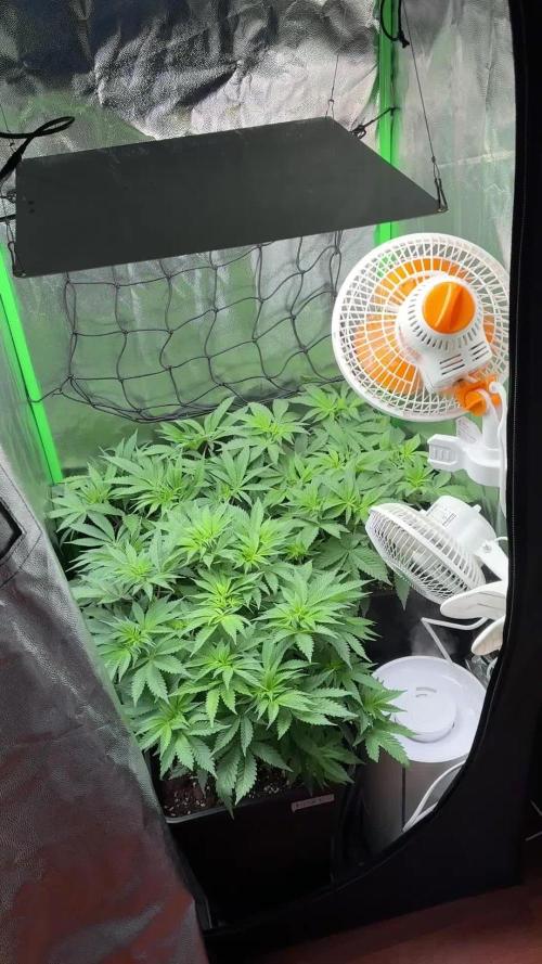 Red Hot Cookies 2nd run