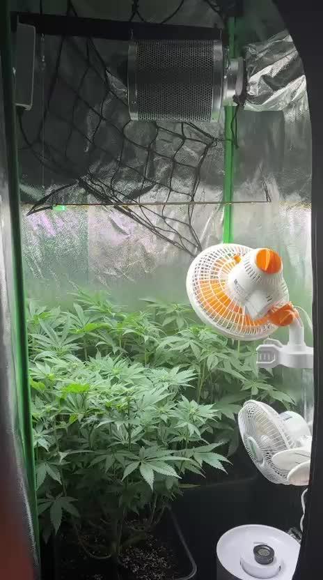 Red Hot Cookies 2nd run