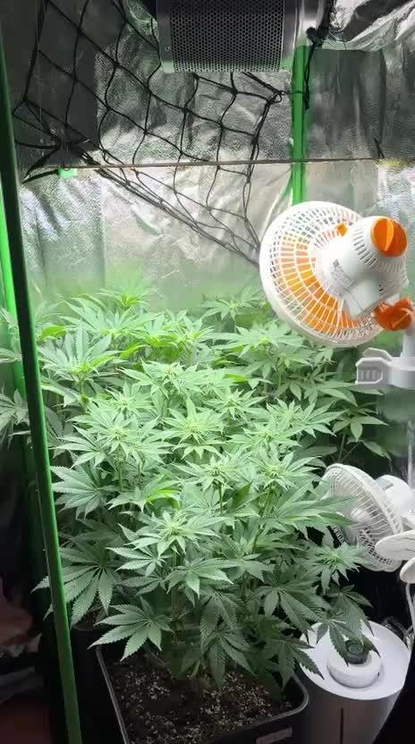 Red Hot Cookies 2nd run