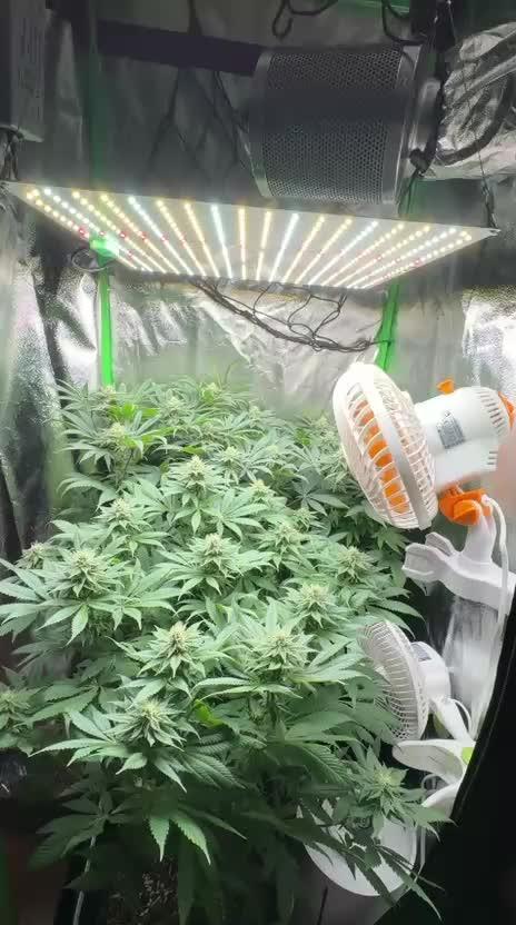 Red Hot Cookies 2nd run