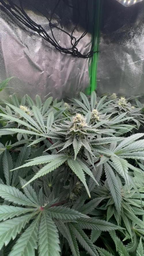 Red Hot Cookies 2nd run