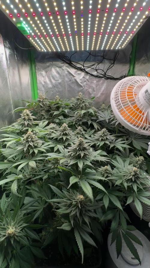 Red Hot Cookies 2nd run