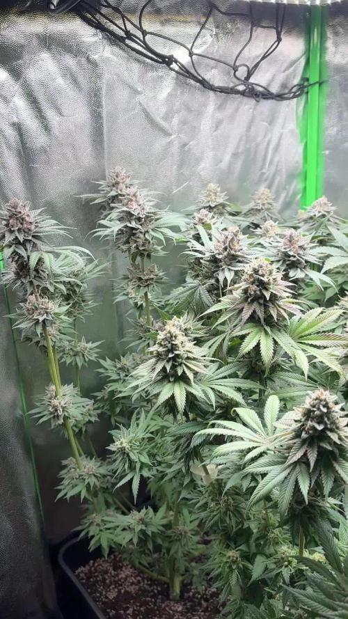 Red Hot Cookies 2nd run