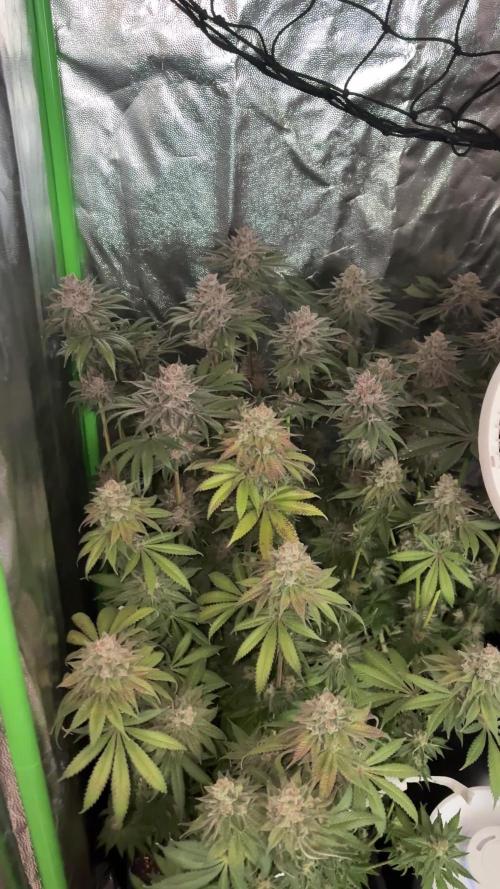 Red Hot Cookies 2nd run