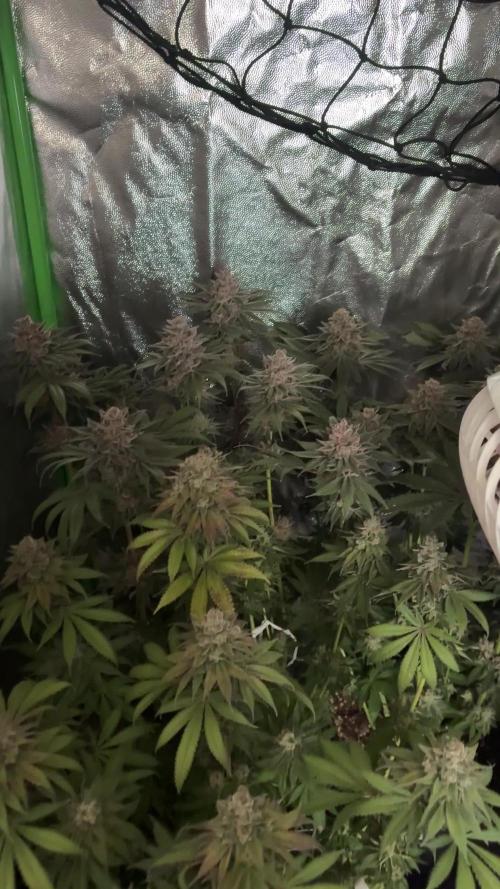 Red Hot Cookies 2nd run