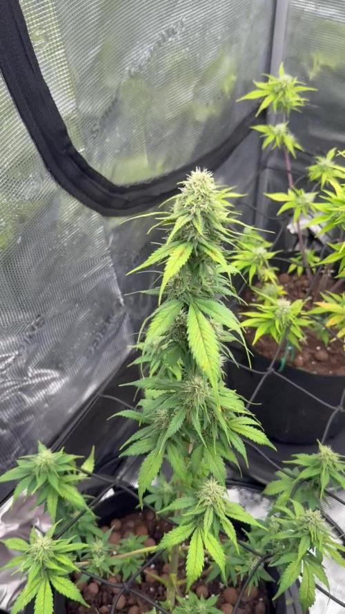 How do you open a banana? With a mon-key