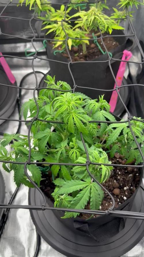 Why did the aurora get a bad review?