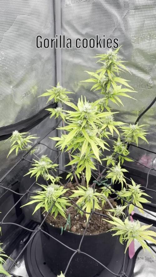 May the Kush and cookies be with you!