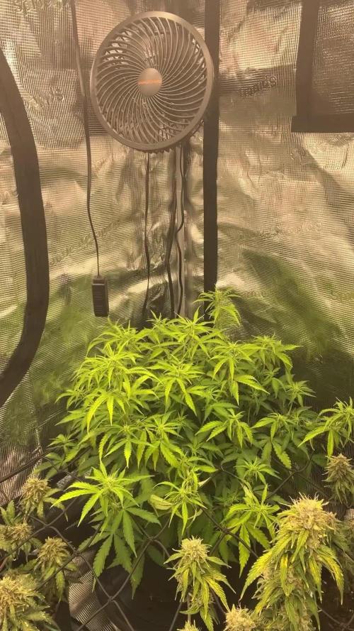 Why did the aurora get a bad review?