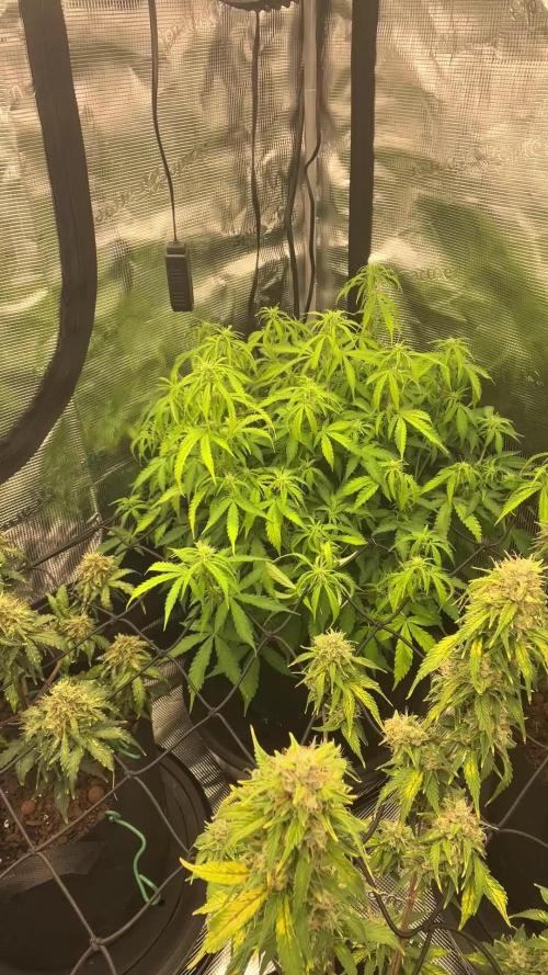 Why did the aurora get a bad review?