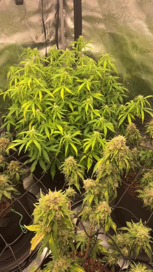 Why did the aurora get a bad review?