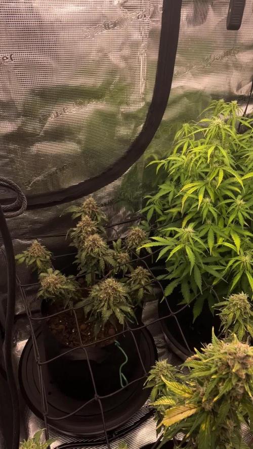 May the Kush and cookies be with you!