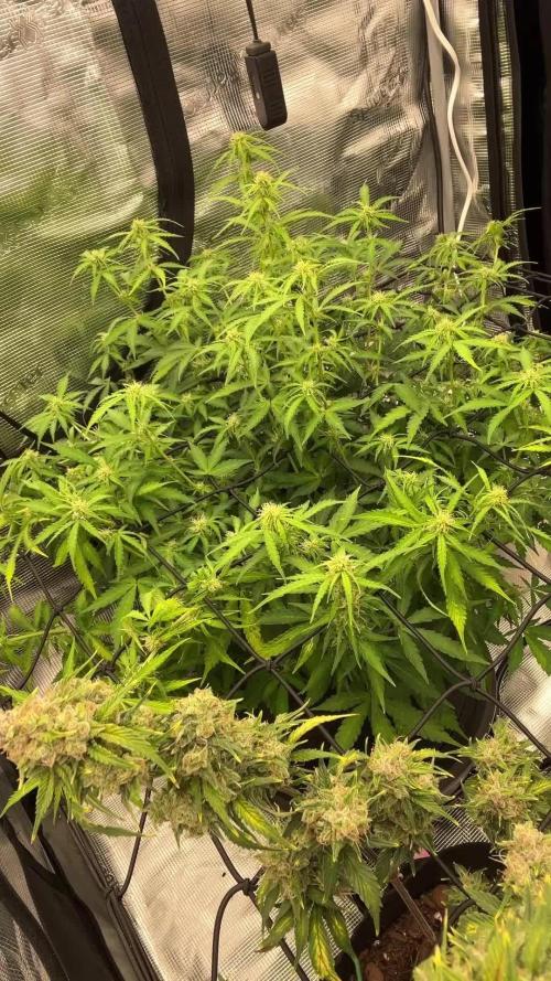 Why did the aurora get a bad review?