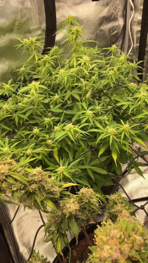 Why did the aurora get a bad review?