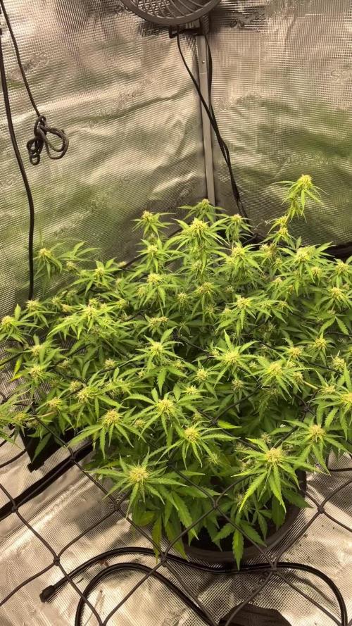 Why did the aurora get a bad review?