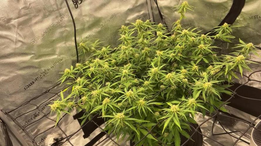 Why did the aurora get a bad review?