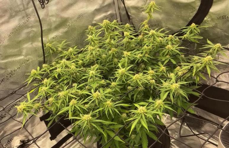 Why did the aurora get a bad review?