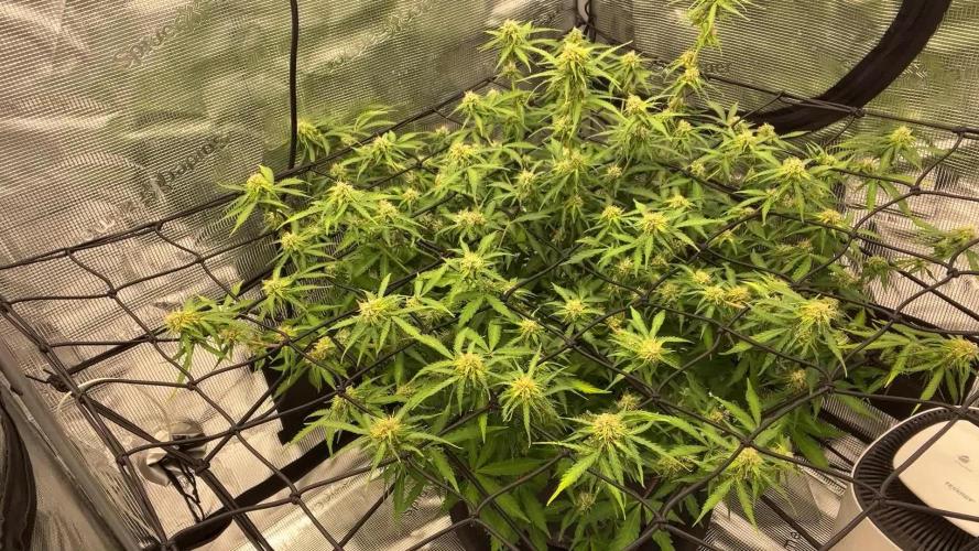 Why did the aurora get a bad review?