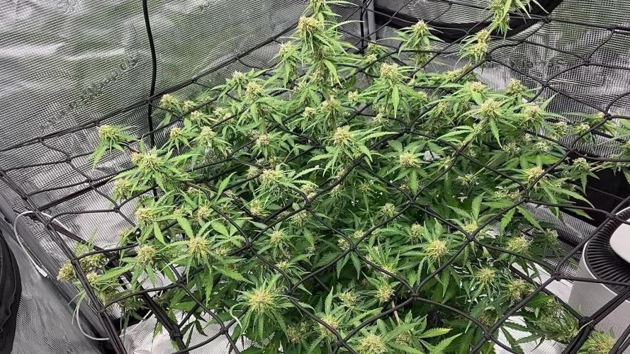 Why did the aurora get a bad review?