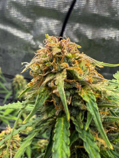 Why did the aurora get a bad review?. Week 13