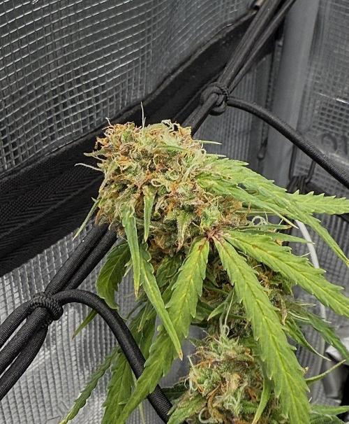 Why did the aurora get a bad review?. Week 14