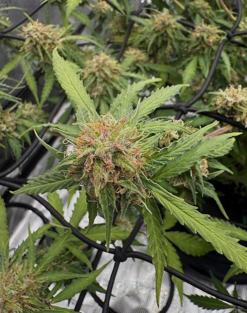 Why did the aurora get a bad review?. Week 14