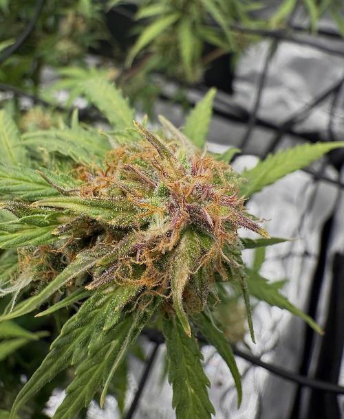 Why did the aurora get a bad review?. Week 14