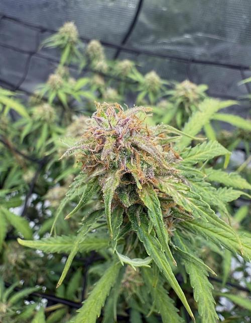 Why did the aurora get a bad review?. Week 14