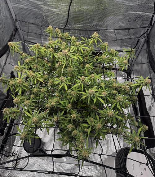 Why did the aurora get a bad review?. Week 14