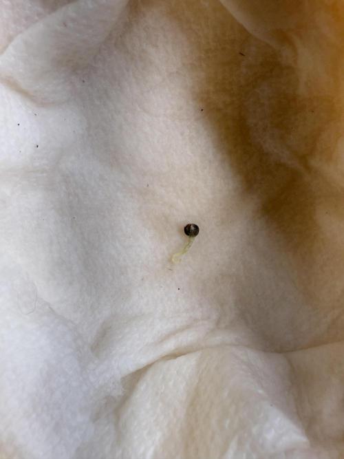 GG4 ( first photo indoor run ). Week 0