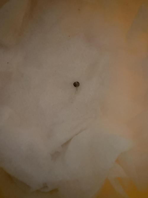 GG4 ( first photo indoor run ). Week 0