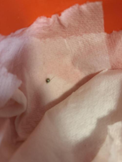 You're the berry best!. Week 0 - Germinated in paper towels in a Tupperware container suspended on a heating matt