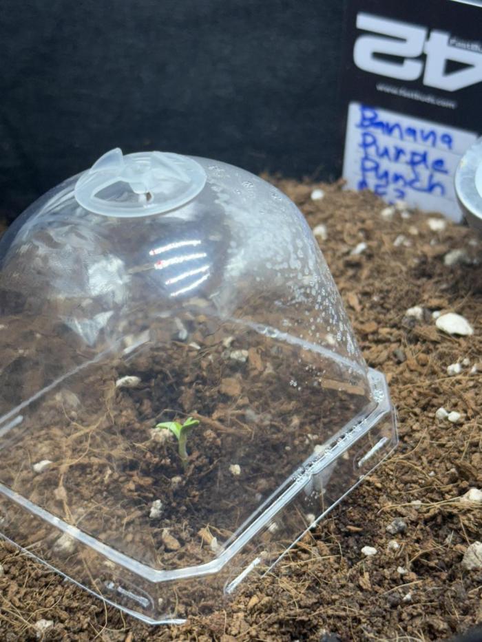 Let's make this day amethyst-ing!. Week 0