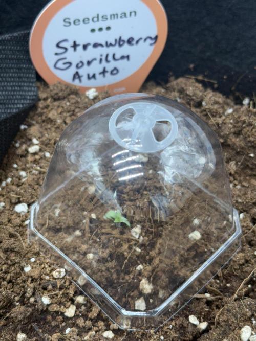 You're the berry best!. Week 0