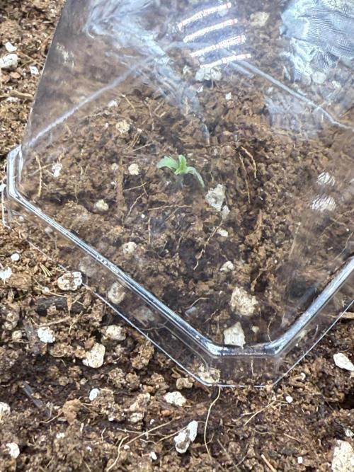 You're the berry best!. Week 0