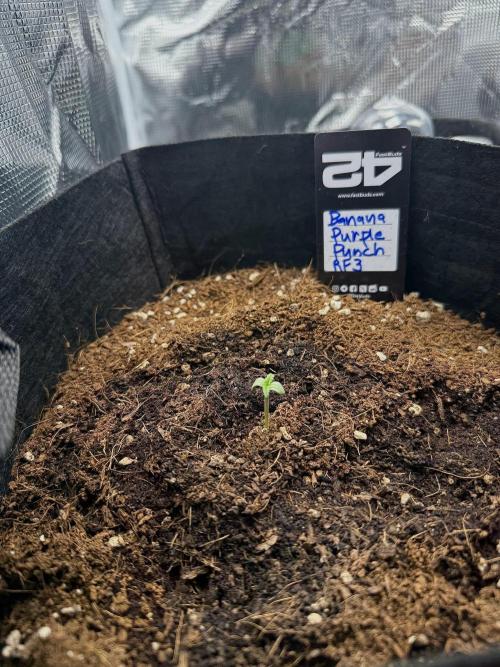 Let's make this day amethyst-ing! (RF3). Week 1