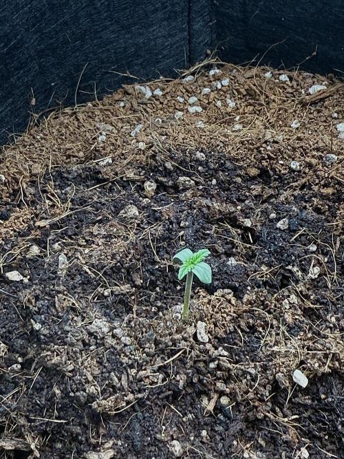 Let's make this day amethyst-ing! (RF3). Week 1