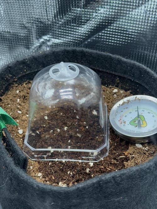 GG4 ( first photo indoor run ). Week 0