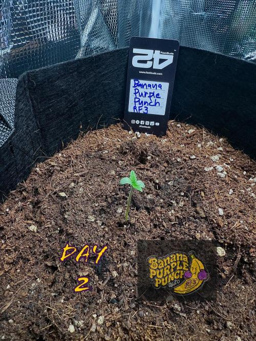 Let's make this day amethyst-ing! (RF3). Week 1