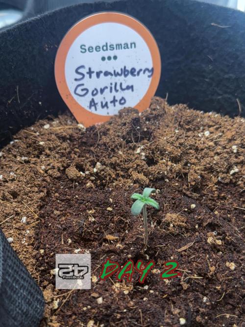 You're the berry best!. Week 1